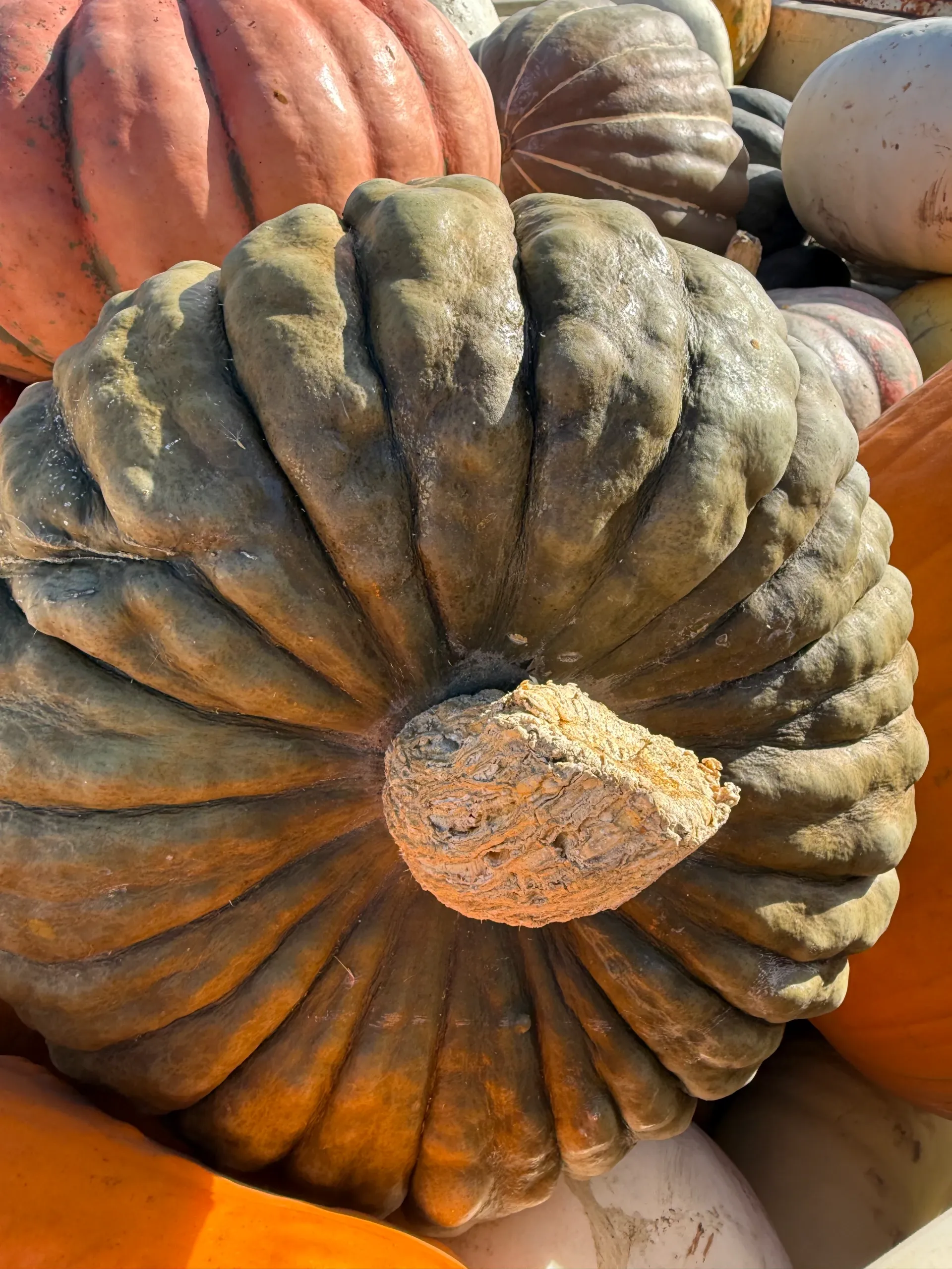 Fairytale Farms photo 14
