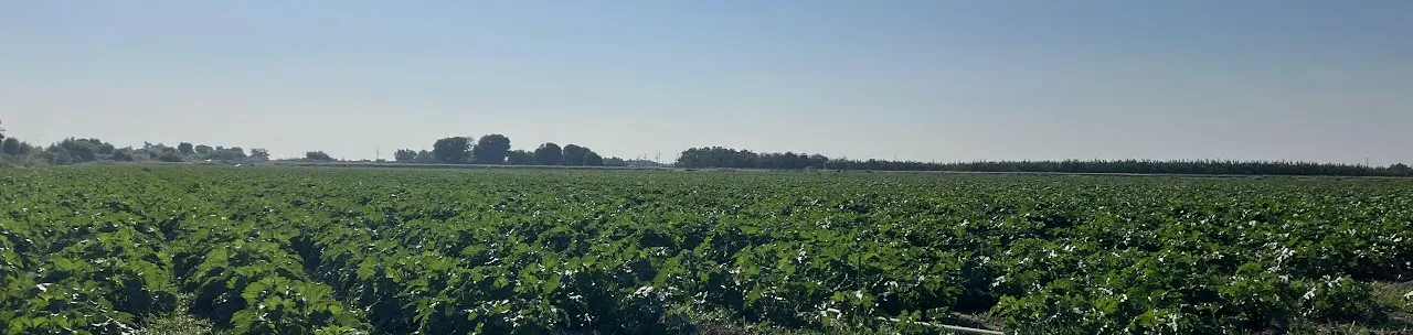 Fairytale Farms pumpkin patch